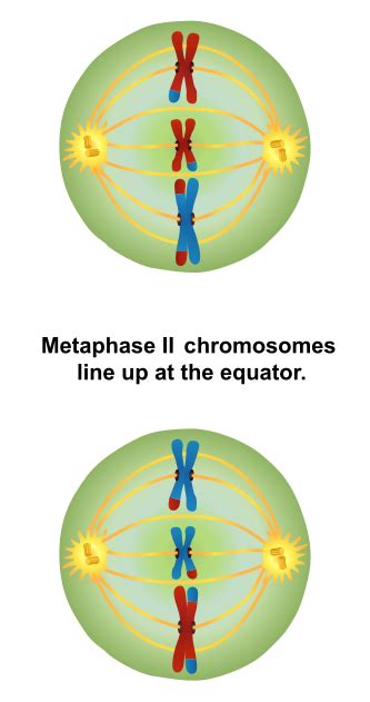 difference between metaphase 1 and 2